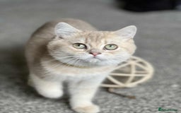 British Shorthair cats for sale: BSH TICA Girls for sale - Image 7