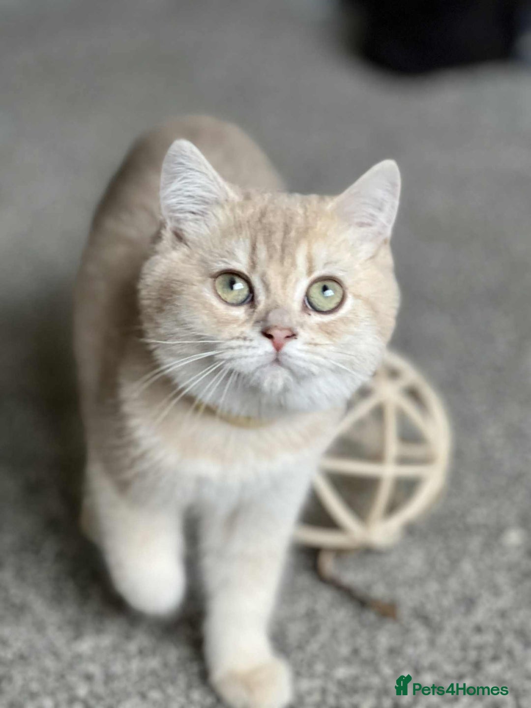 British Shorthair cats for sale: BSH TICA Girls for sale - Image 7