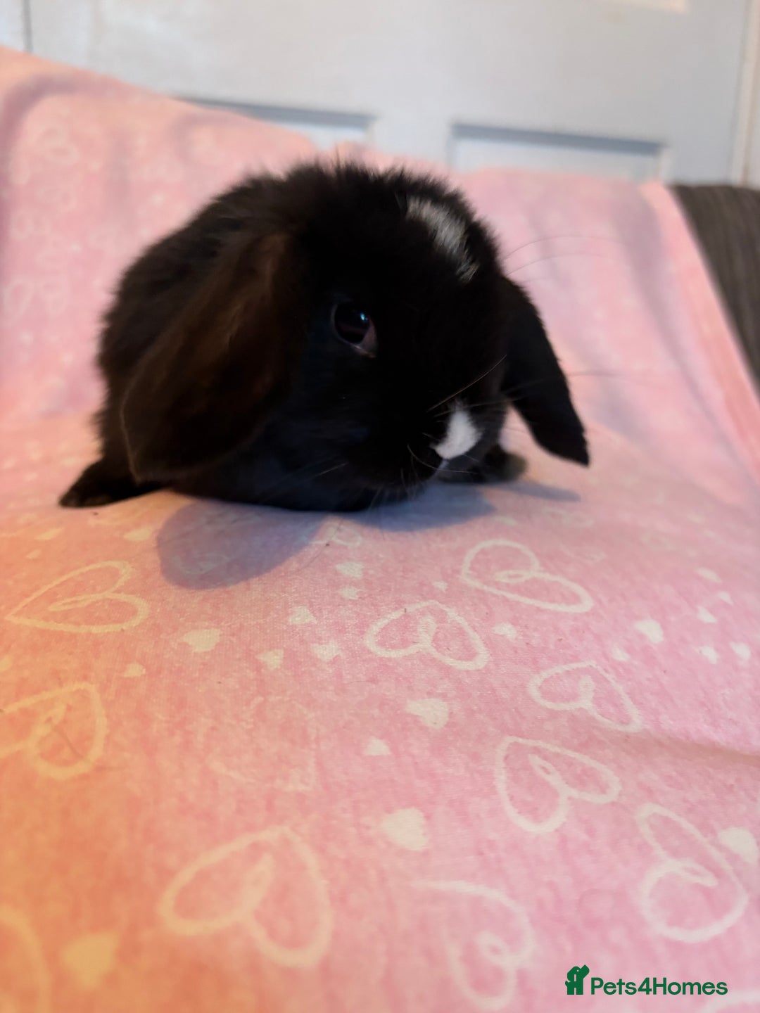 Mini Lop rabbits for sale: Beautiful little mini lop baby bunny rabbits  - Advert 21