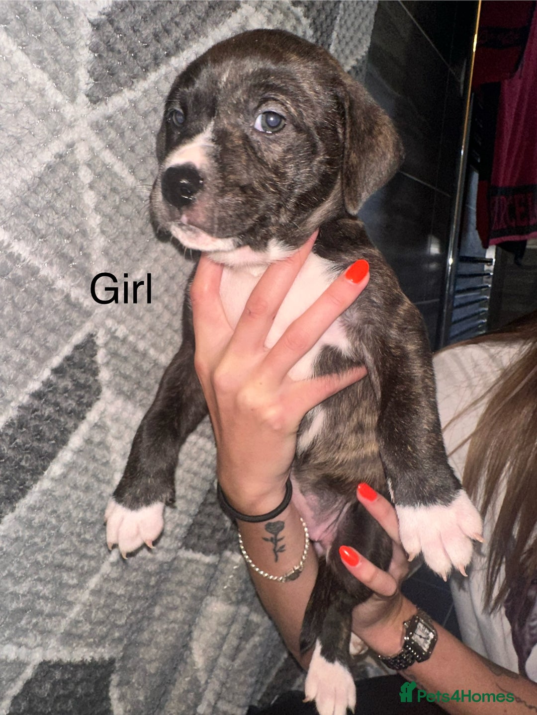 Mixed Breed dogs for sale: American bulldog X staffy 🏡 - Image 23