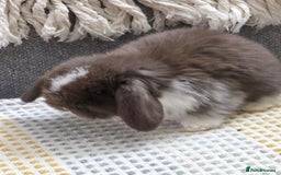 Mini Lop rabbits for sale: Minilops - Image 13