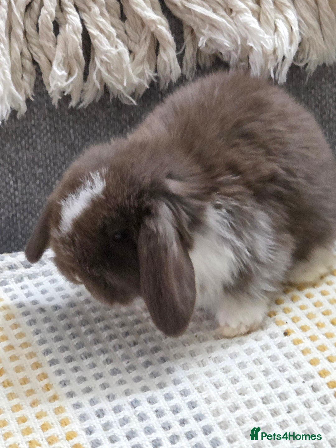 Mini Lop rabbits for sale: Minilops - Image 13