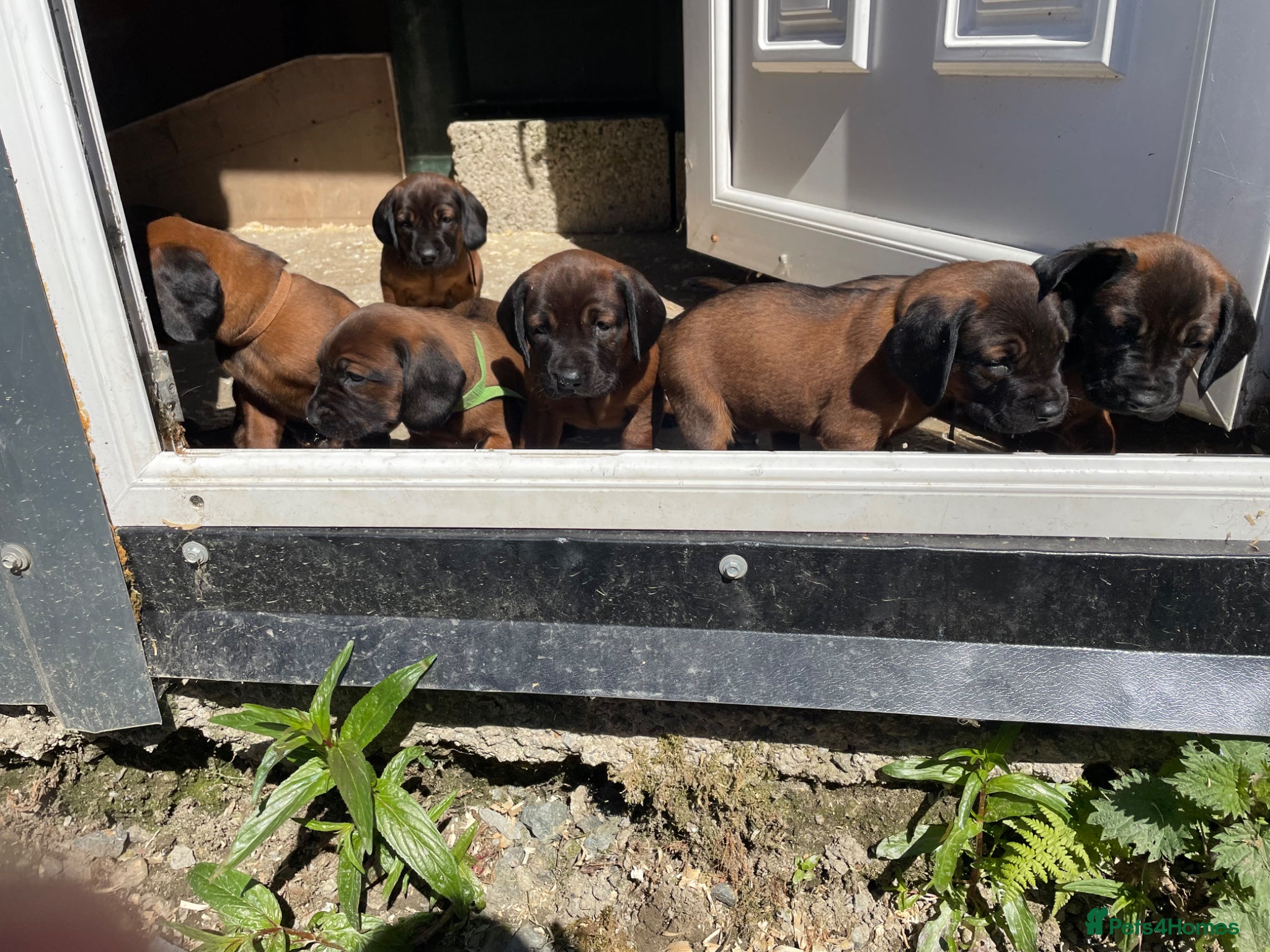 Bavarian Mountain Hound dogs Bavarian mountain hound puppies - Advert 1