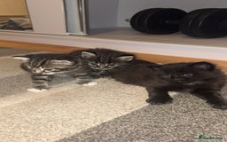 Mixed Breed cats for sale: 🐱4 fluffy male kittens🐱 - Image 3