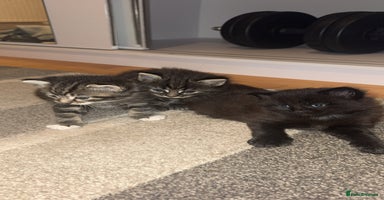 Mixed Breed cats - Advert 4