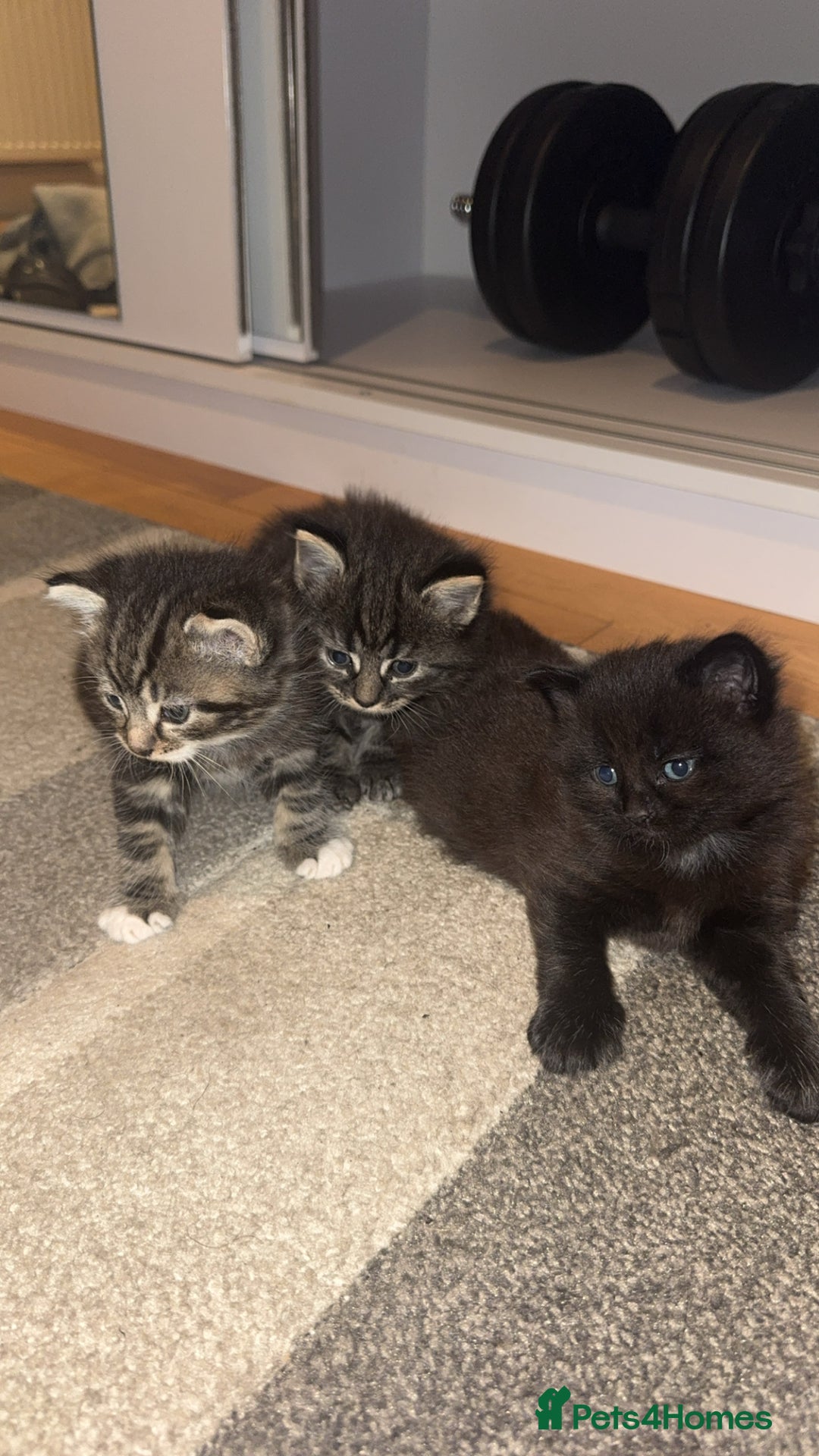 Mixed Breed cats for sale: 🐱4 fluffy male kittens🐱 - Image 3