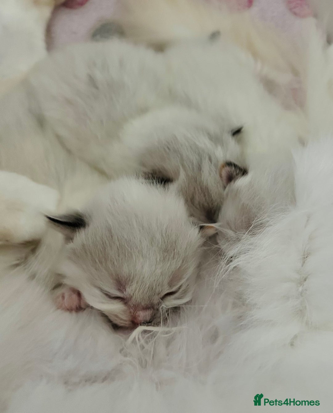 Ragdoll cats for sale: Beautiful Ragdoll kittens GCCF-seal tortie tabby  - Image 4