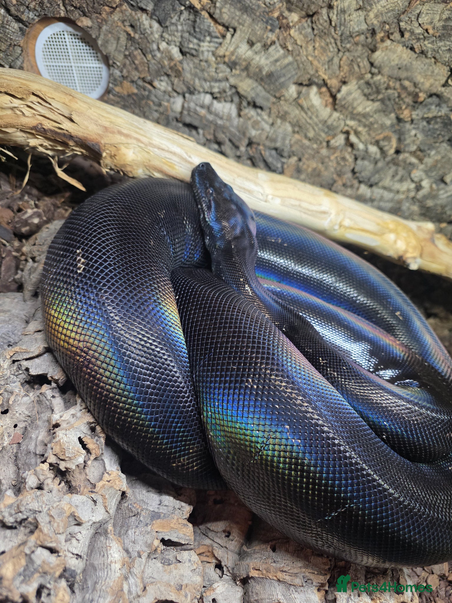 Boa Snake reptiles IMG het Anery T1 Female  - Advert 5
