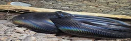 Boa Snake reptiles for sale: IMG het Anery T1 Female  - Advert 1