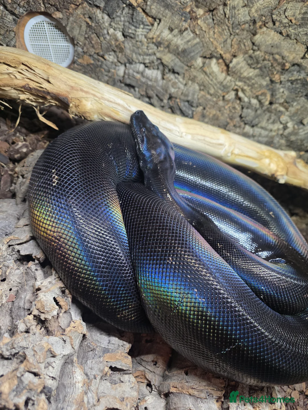 Boa Snake reptiles for sale: IMG het Anery T1 Female  - Advert 1