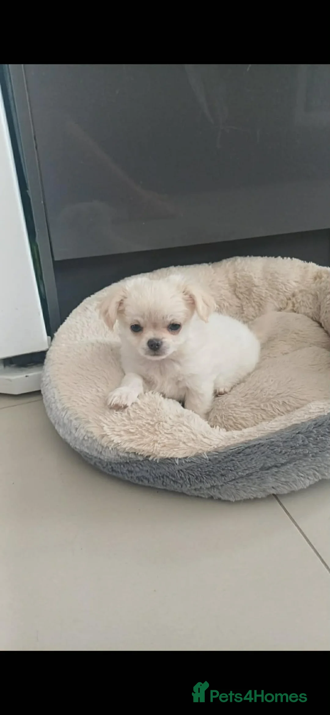 Chihuahua dogs for sale: 3 Stunning looking boys for sale in Doncaster - Advert 7