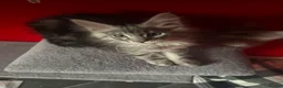 Maine Coon cats for sale: “Stunning” Maine Coon Kittens Ready to Leave Now - Advert 18