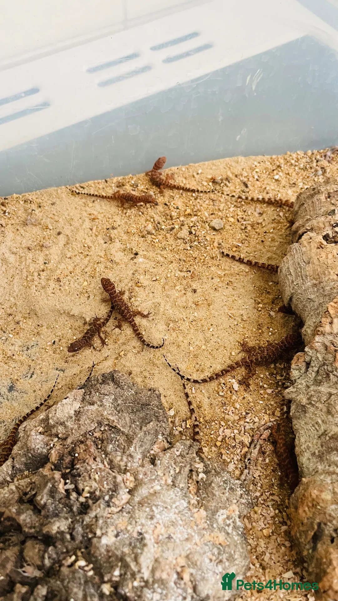 Gecko reptiles for sale: Bynoe Geckos🦎 “Heteronotia  binoei “ CB26   - Advert 6