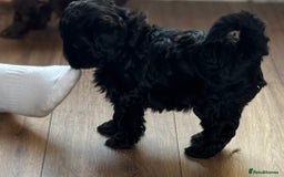 Shihpoo dogs for sale: Ready now Stunning Shihpoo puppies - Image 7