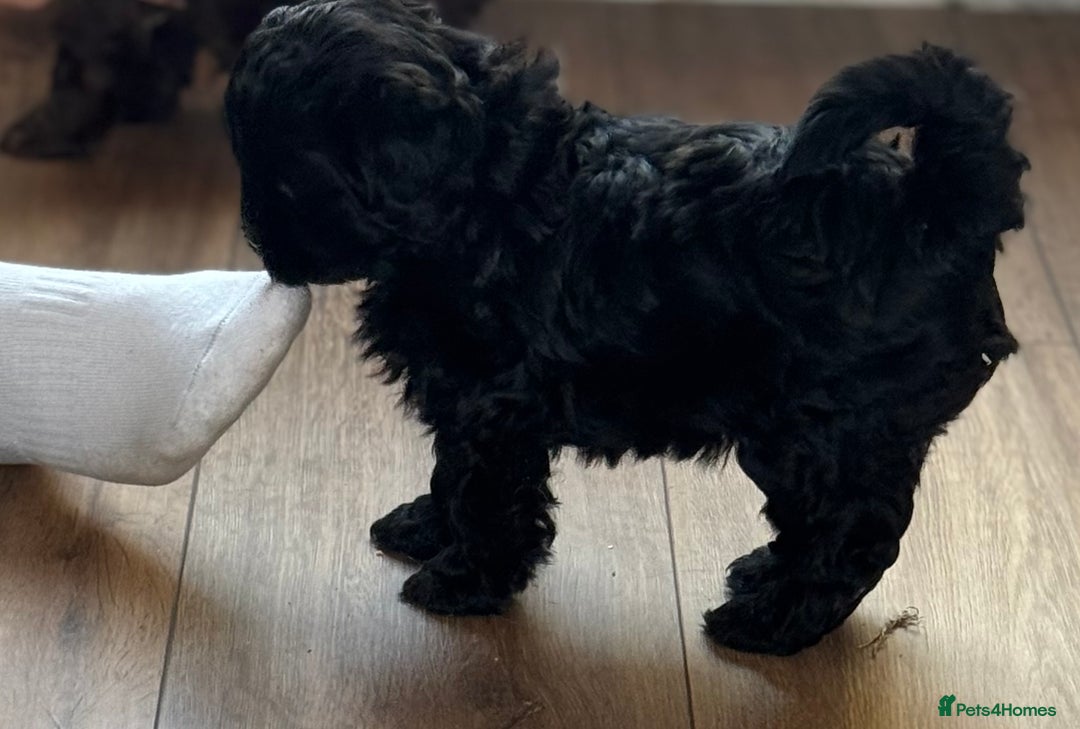 Shihpoo dogs for sale: Ready now Stunning Shihpoo puppies - Image 7