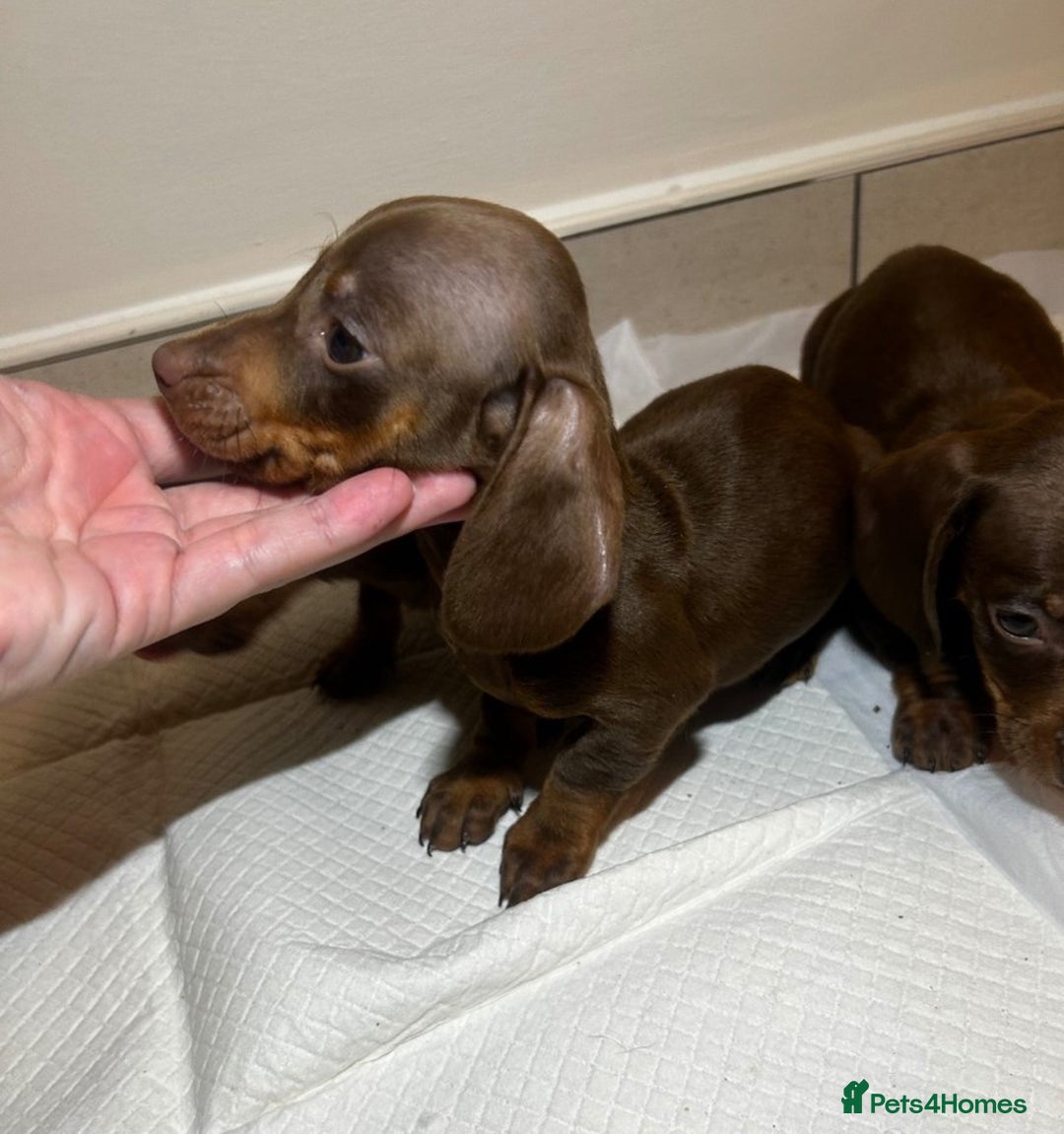 Miniature Dachshund dogs for sale: Miniature dachshund puppys - Image 2