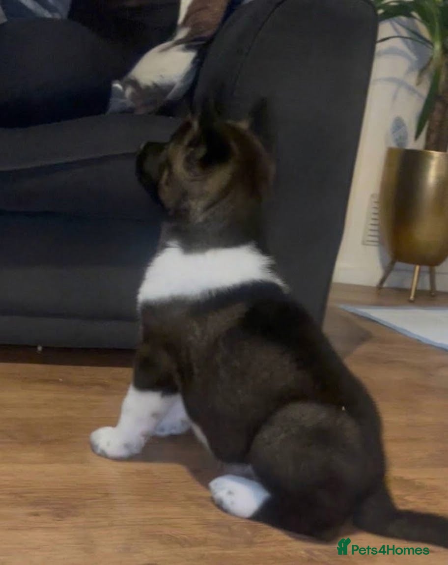 Akita dogs Pick of litter male,  - Advert 1