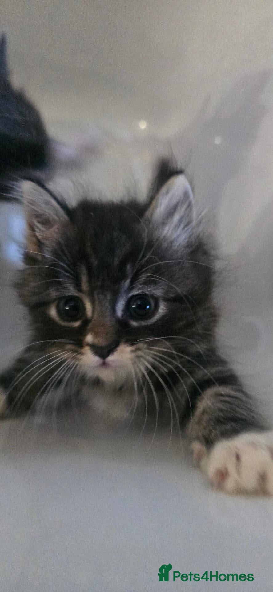 British Shorthair cats Fluffy british shorthair cross - Advert 15