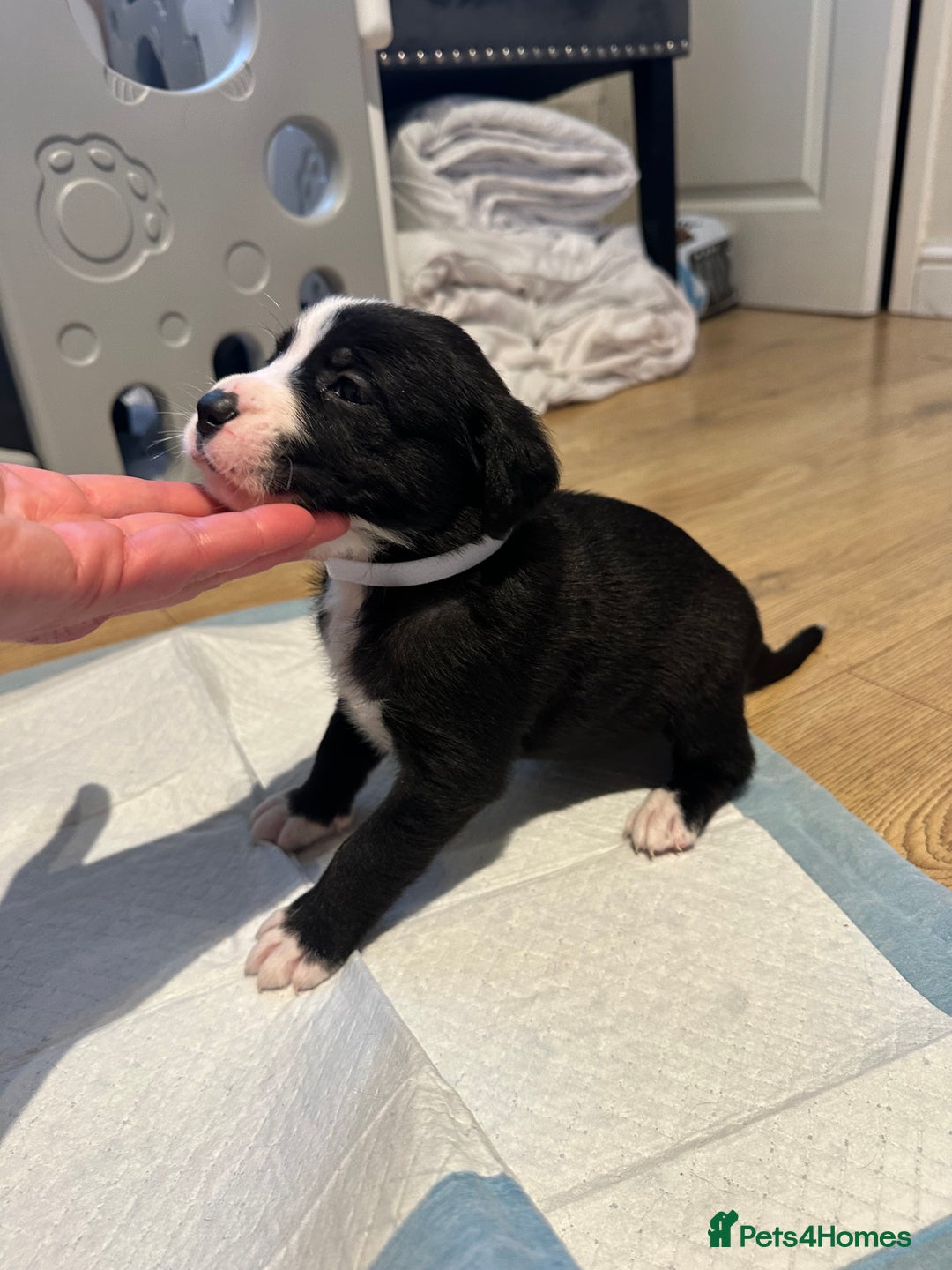 Mixed Breed dogs for sale: Lab- Cane Corso Puppies Looking for Loving Homes - Advert 28