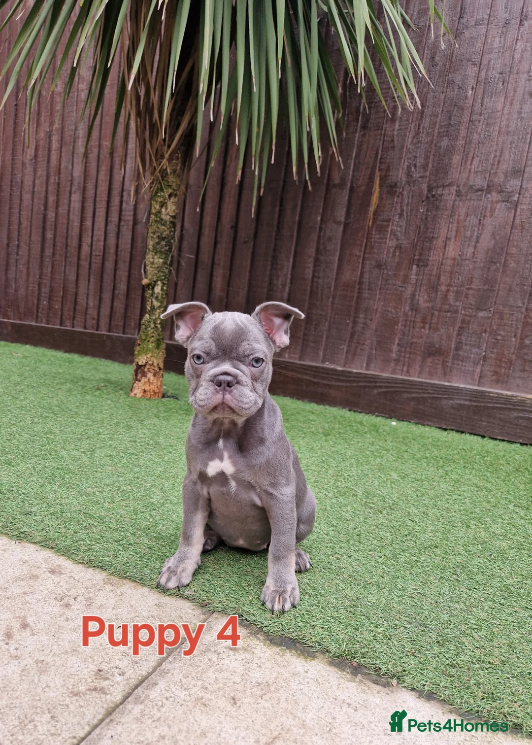 French Bulldog dogs for sale: Puppies  - Advert 8