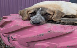 Mixed Breed dogs for adoption: Islay - In Ayr looking for a home  - Image 5