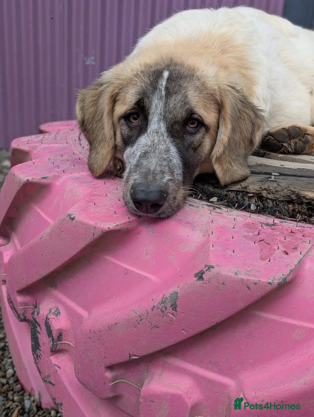 Mixed Breed dogs for adoption: Islay - In Ayr looking for a home  - Advert 5