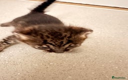 Savannah cats for sale: Stunning F3 Savannahs - Image 19