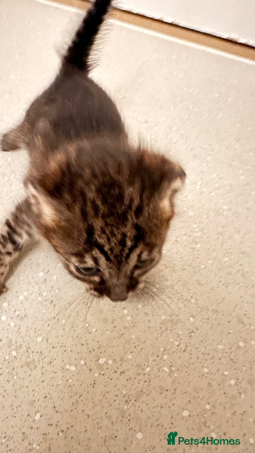 Savannah cats for sale: Stunning F3 Savannahs - Image 19