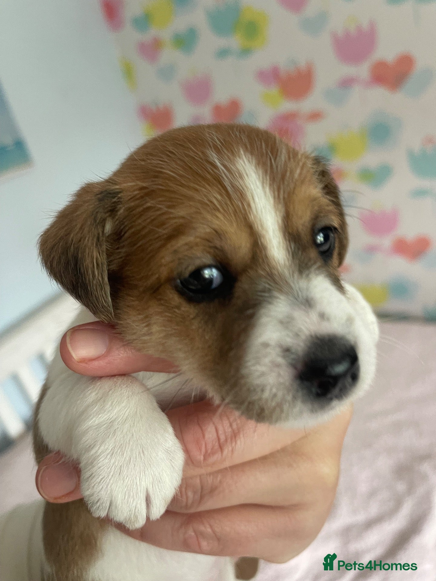 Jack Russell dogs Stunning Jack Russell Puppies  - Advert 1