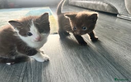 British Shorthair cats for sale: Three gorgeous boys looking for forever homes - Image 5