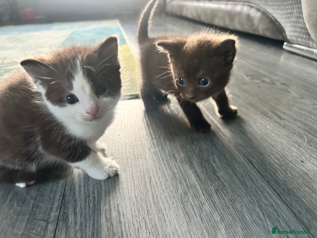 British Shorthair cats for sale: Three gorgeous boys looking for forever homes - Image 5