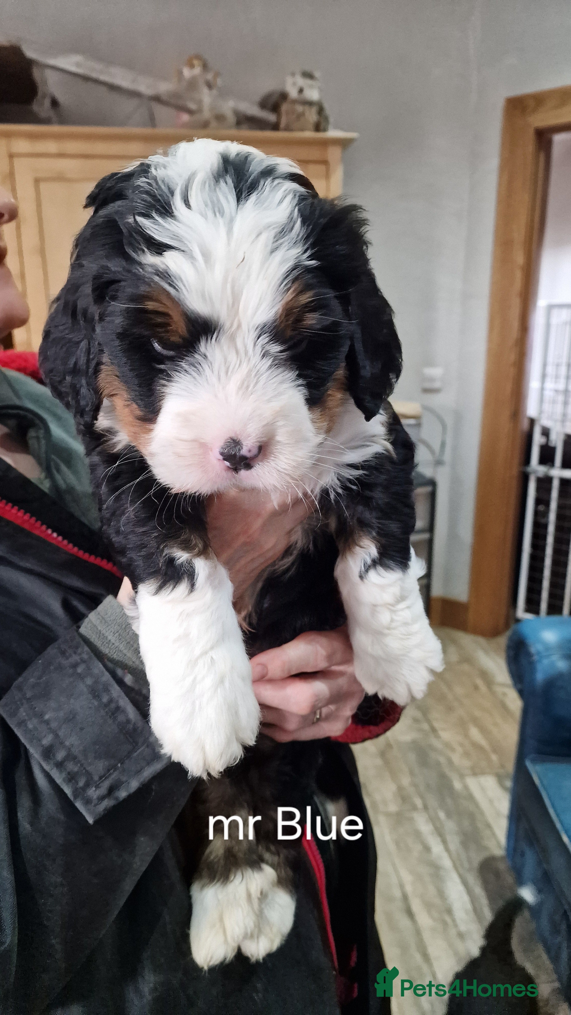 Bernedoodle dogs Bernedoodles - Advert 12