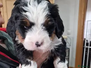 Bernedoodle dogs Bernedoodles - Advert 12