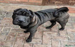 Shar Pei dogs for sale: James, male sharpei, looking for his forever home  - Image 2