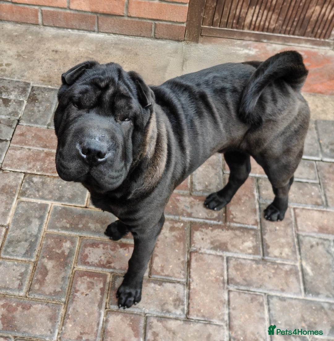 Shar Pei dogs for sale: James, male sharpei, looking for his forever home  - Image 2