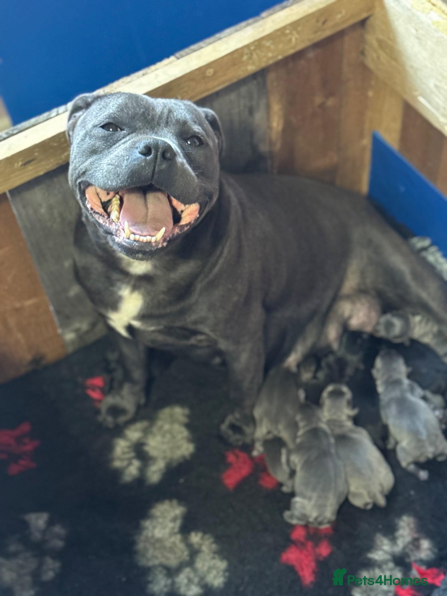 Staffordshire Bull Terrier dogs Pharaon X Piro X Bill Champion pups - Advert 1