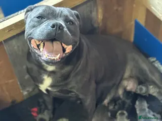 Staffordshire Bull Terrier dogs Pharaon X Piro X Bill Champion pups - Advert 1