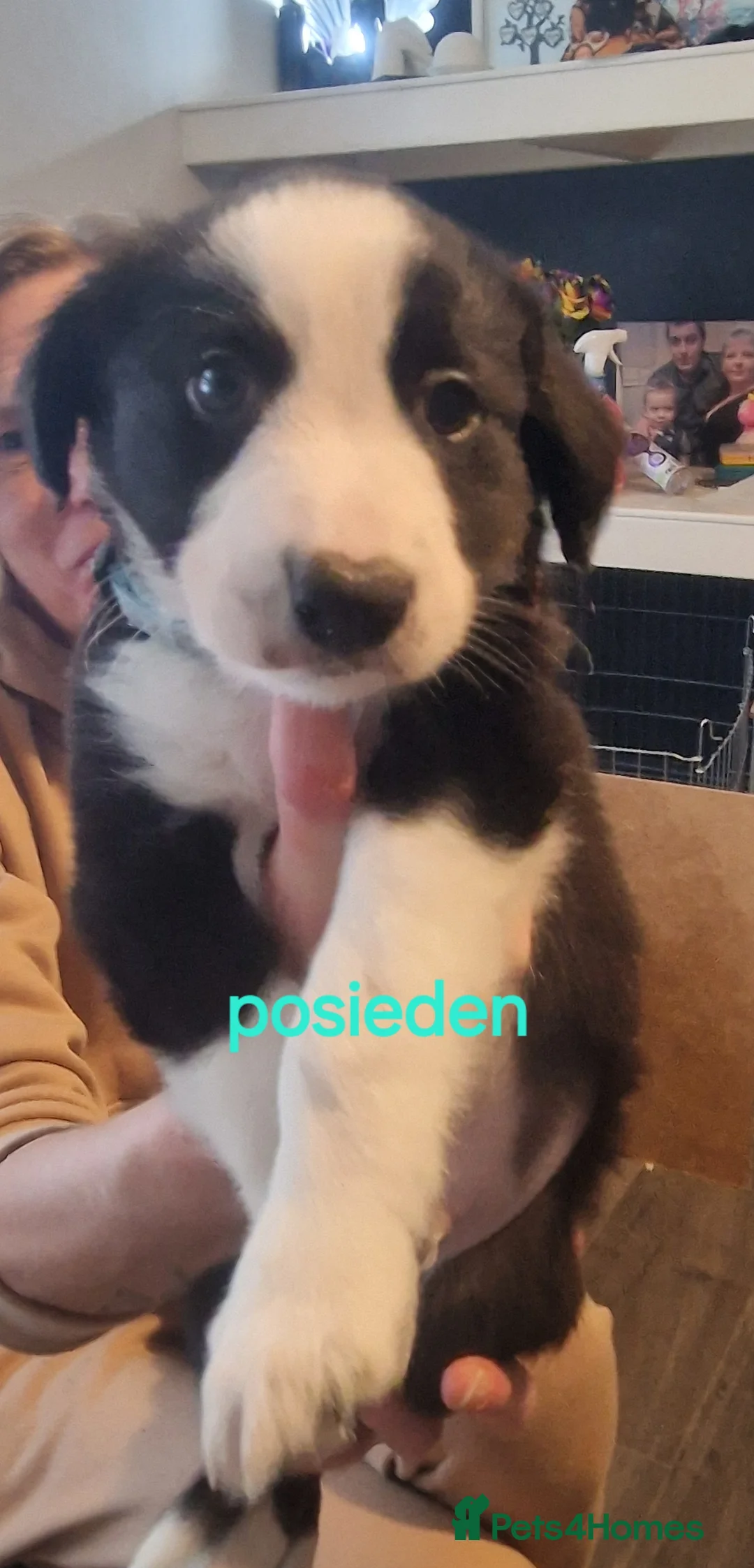 Border Collie dogs for sale: Border collie pups for sal3 - Advert 4