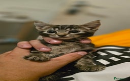 Mixed Breed cats for sale: 4 fluffy kittens for sale - Image 1