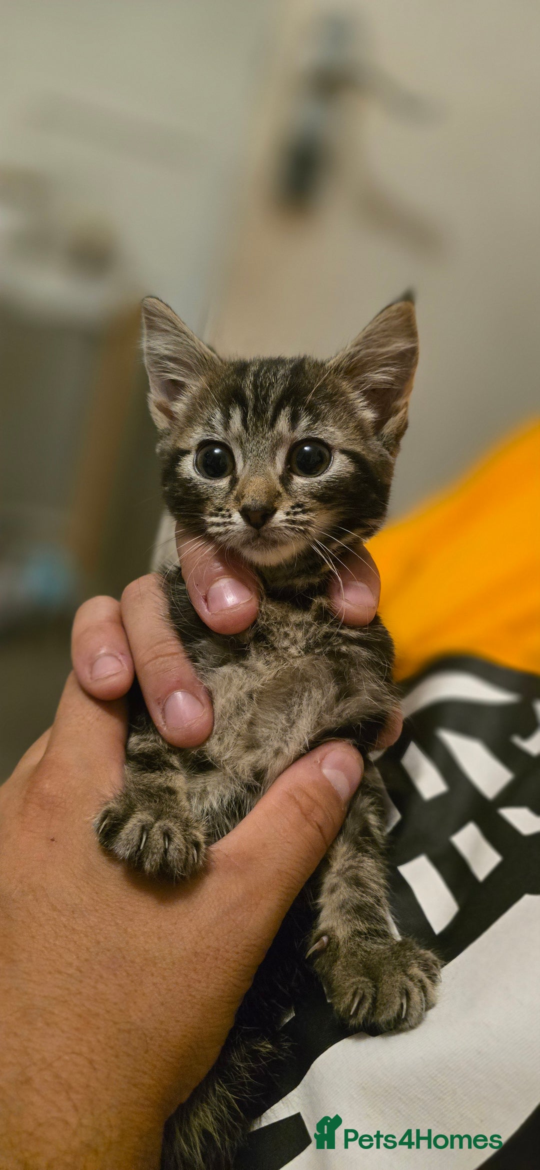 Mixed Breed cats for sale: 4 fluffy kittens for sale - Image 1