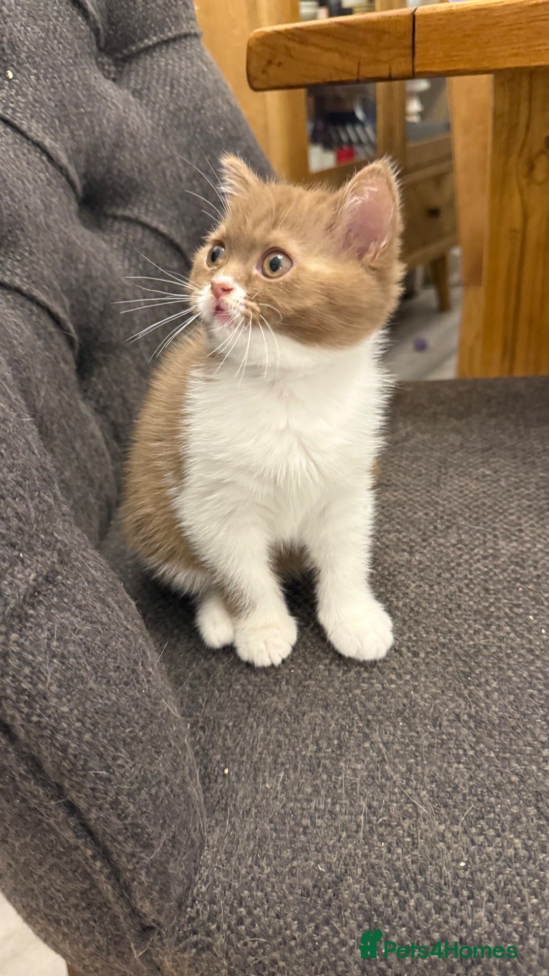 British Shorthair cats Cinnamon -white BSH  - Advert 1