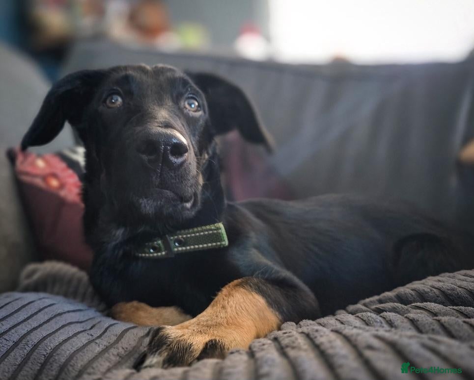 Mixed Breed dogs for adoption: Radu 15 inch tall.  7 months old  - Advert 2