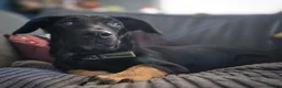Mixed Breed dogs for adoption: Radu 15 inch tall.  7 months old  in Sheffield - Advert 2