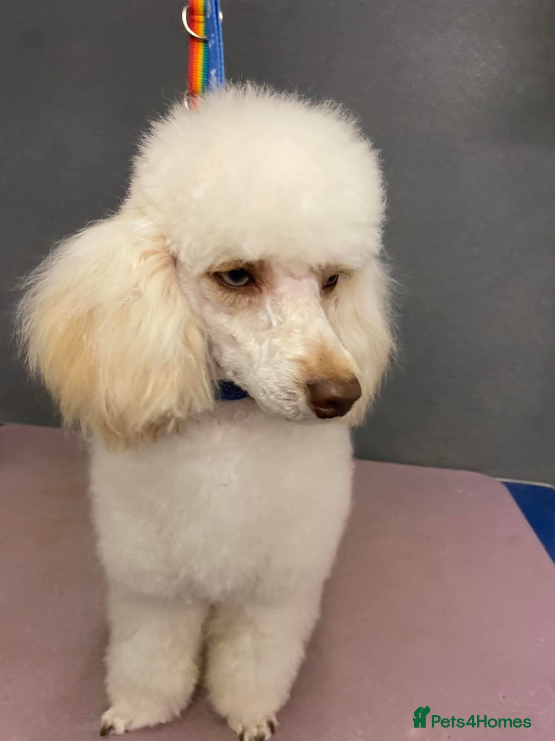 Cockapoo dogs for sale: STUNNING F1 COCKAPOO PUPPIES 2 FEMALES LEFT - Advert 5