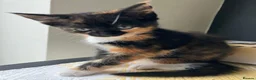 Mixed Breed cats for sale: Half maine coon kittens looking for a loving home - Advert 2