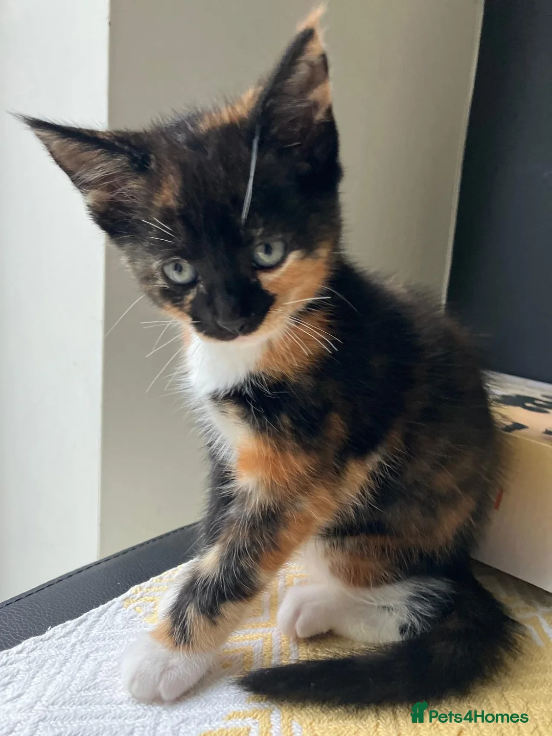 Mixed Breed cats for sale: Half maine coon kittens looking for a loving home - Advert 2