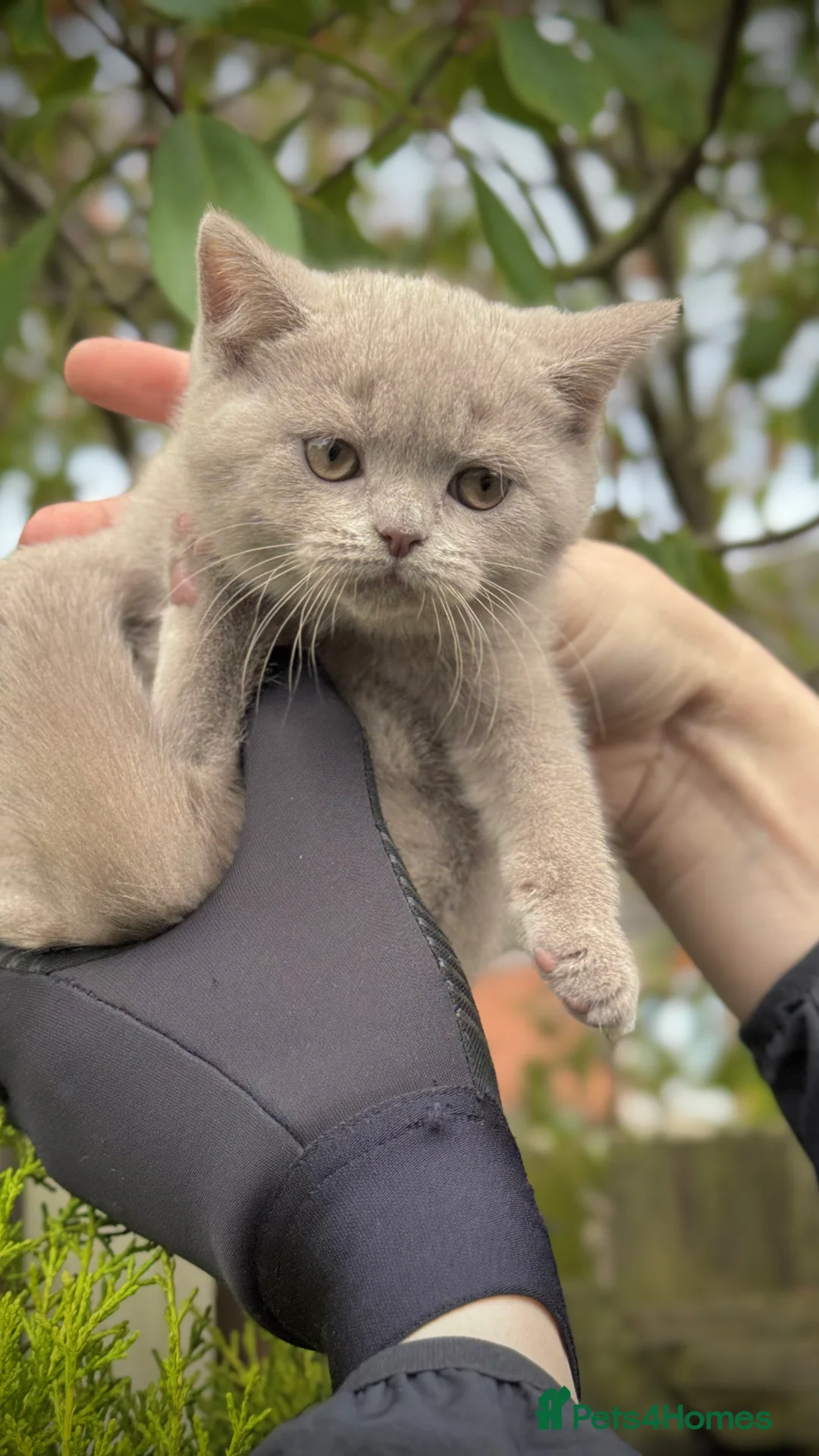British Shorthair cats for sale: Adorable British Shorthair Blue and Lilic kittens - Advert 22