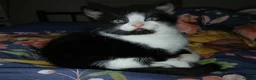 Domestic Shorthair cats for sale: One lovely male kitten needing a home in Redditch - Advert 1