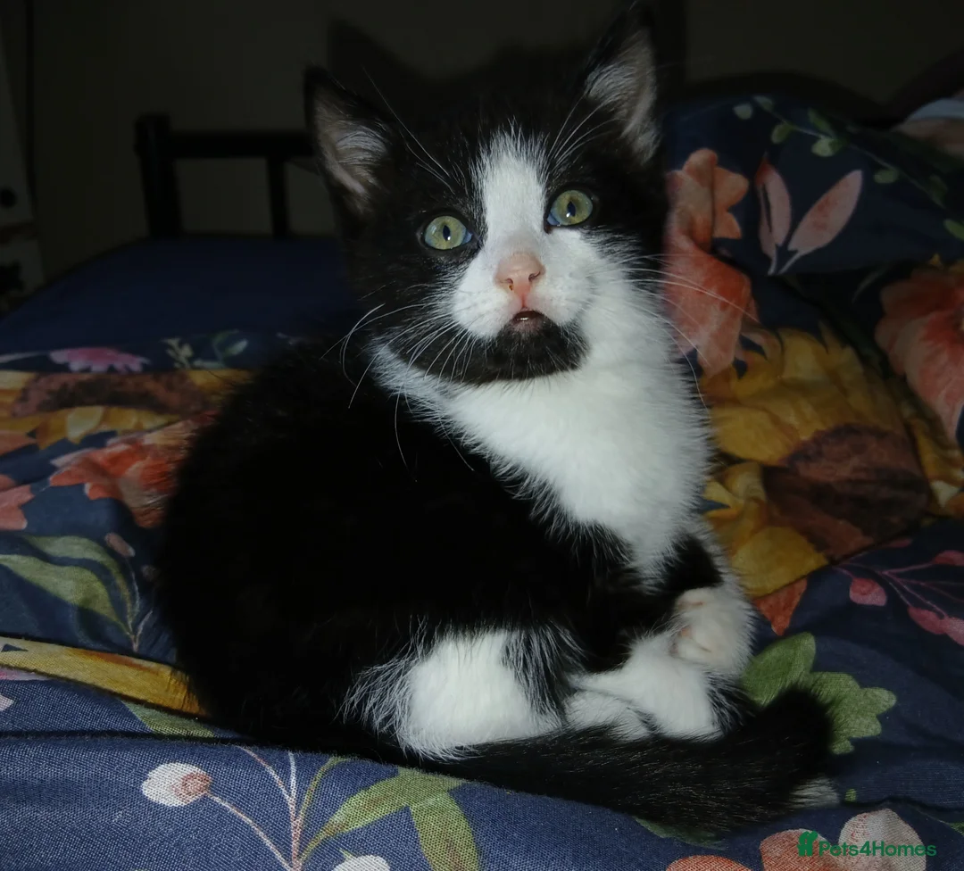 Domestic Shorthair cats for sale: One lovely male kitten needing a home in Redditch - Advert 1