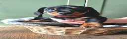 Dachshund dogs for sale: Stunning Standard Datchhound puppies    - Advert 15